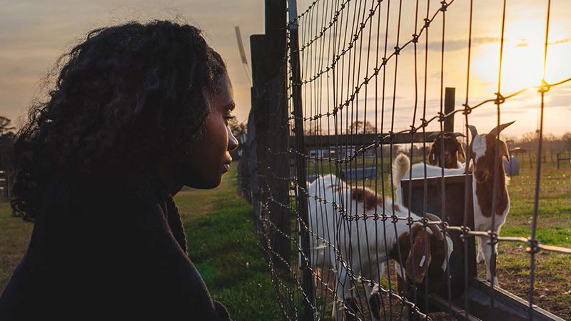A young woman looks through a fence at some domestic goats