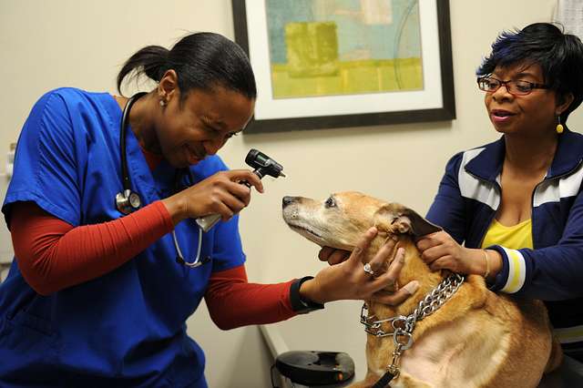 Dr. Nina Griffin, a veterinarian assigned to the public. Photo from U.S. Air Force/Senior Airman Brittany E. N. Murphy.