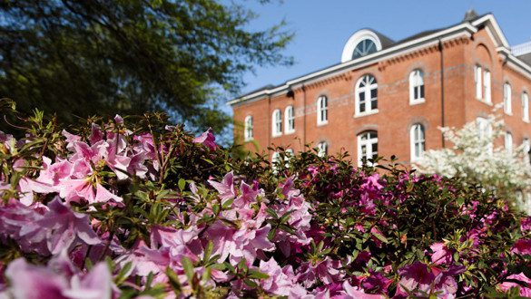 A bush of pink flowers in front of Rockafeller Hall