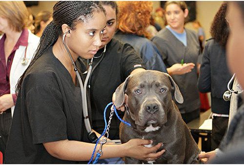 Tuskegee veterinary student with dog