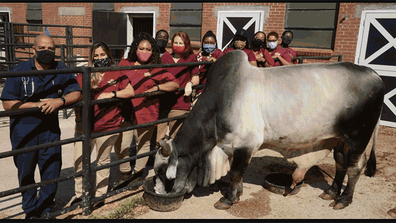 tuskegee veterinary students with bull